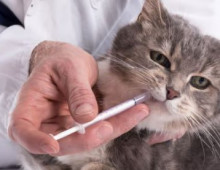 Обезболивающие для кошки — какие лекарства нельзя давать кошке