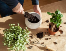 Как использовать садовый керамзит в саду